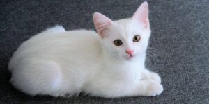 Mơ thấy mèo đánh số mấy: mèo đen, mèo trắng, mèo vàng có ý nghĩa gì? Giải mã chi tiết theo màu sắc