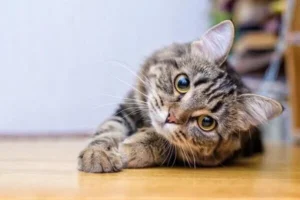 Mơ thấy mèo đánh số mấy: Ý nghĩa tâm linh và điềm báo